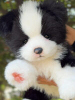 Hand-crafted Realistic Black-and-White Border Collie Plus