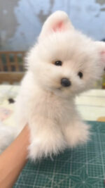 Hand-crafted Realistic West Highland White Terrier Plush