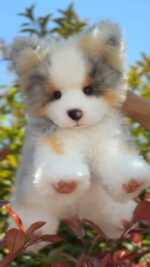 Hand-crafted Realistic Tri-color Border Collie Plush