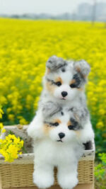 Hand-crafted Realistic Tri-color Border Collie Plush - Image 2