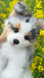Hand-crafted Realistic Tri-color Border Collie Plush - Image 3
