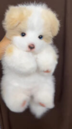 Handcrafted realistic Golden Border Collie puppy plush - Image 3
