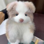 Handcrafted realistic Chocolate Border Collie puppy plush - Image 2