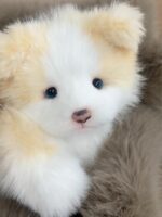 Handcrafted realistic Golden Border Collie puppy plush - Image 2
