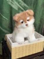 Handcrafted realistic Alaskan Malamute puppy  plush - Image 2
