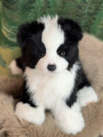 Hand-crafted Realistic Black-and-White Border Collie Plus - Image 2