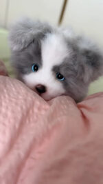 Handcrafted Lifelike Grey Border Collie Plush - Image 3