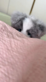 Handcrafted Lifelike Grey Border Collie Plush - Image 2