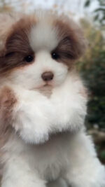 Handcrafted Lifelike Special Edition Border Collie Plush - Image 3