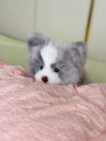 Handcrafted Lifelike Grey Border Collie Plush